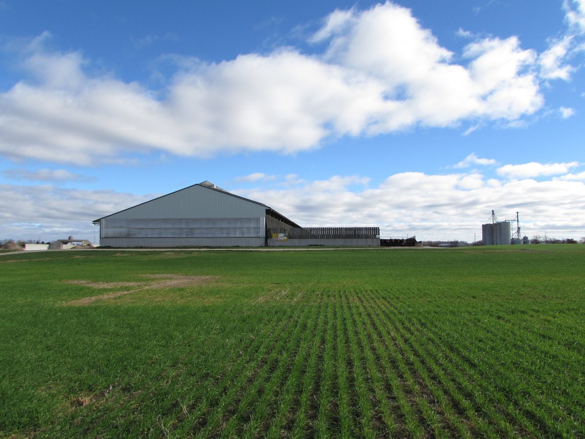 WeCover_Steel's tweet photo. This #WeCover beef barn located in Alisa Craig, Ontario is 96โ x 736 long.
Is this your sign to take your beef barn operation to the next level? You can do this with a WeCover building. We work with the end user, or the builder, and deliver you a facility you will be proud of. https://t.co/qQE5o931fE
