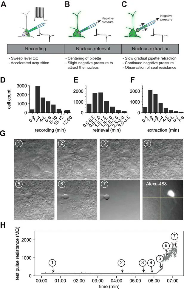 Scientifica_Int's tweet photo. This insightful paper from the @AllenInstitute, published in @eLife, provides the tools necessary for any lab to perform multimodal characterisation of neurons. Featuring the versatile Scientifica PatchStar manipulator as a #patchclamping recording method.
https://t.co/6RzBNQ6muQ https://t.co/pddmVdv5X6