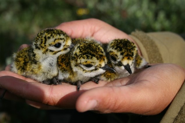 SJFTremoribus's tweet photo. Golden Plover Chicks looks like moss, and it makes me ridiculously happy 🥰 https://t.co/XGpO0cV0v2