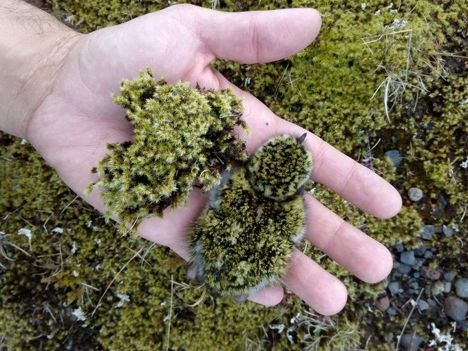 SJFTremoribus's tweet photo. Golden Plover Chicks looks like moss, and it makes me ridiculously happy 🥰 https://t.co/XGpO0cV0v2