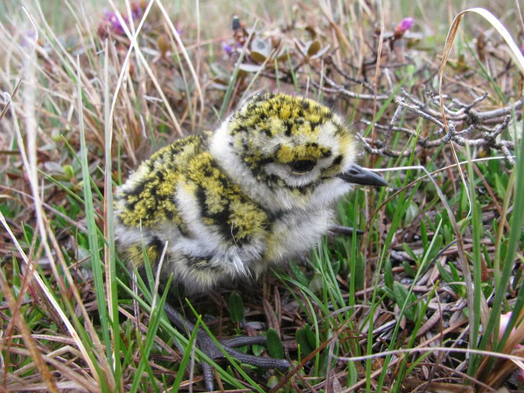 SJFTremoribus's tweet photo. Golden Plover Chicks looks like moss, and it makes me ridiculously happy 🥰 https://t.co/XGpO0cV0v2