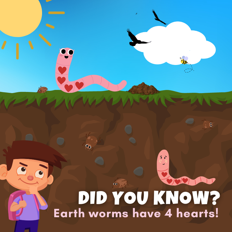 bumps_bottom's tweet photo. Earth worms have 4 hearts!🐛

They must be so loveable!❤️

#BottomBumps #EddieAndTheBumps #GhostJoke #FartJoke #Ghost #InterestingFact #MobileGame 🐞 https://t.co/yjEYX7XNEJ