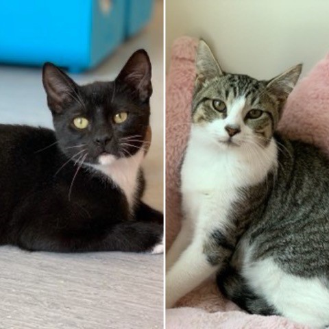 AnimalLeague's tweet photo. Four-month-olds Chandler and Joey are looking for a cat experienced family! Could they BE any cuter? Come visit them at our Port Washington, NY campus and find out how you can be there for Chandler and Joey! #BiancasFurryFriends #GetYourRescueOn #Adopt #FTF18 #FTF19 #Caturday https://t.co/1QBh2ALDkd