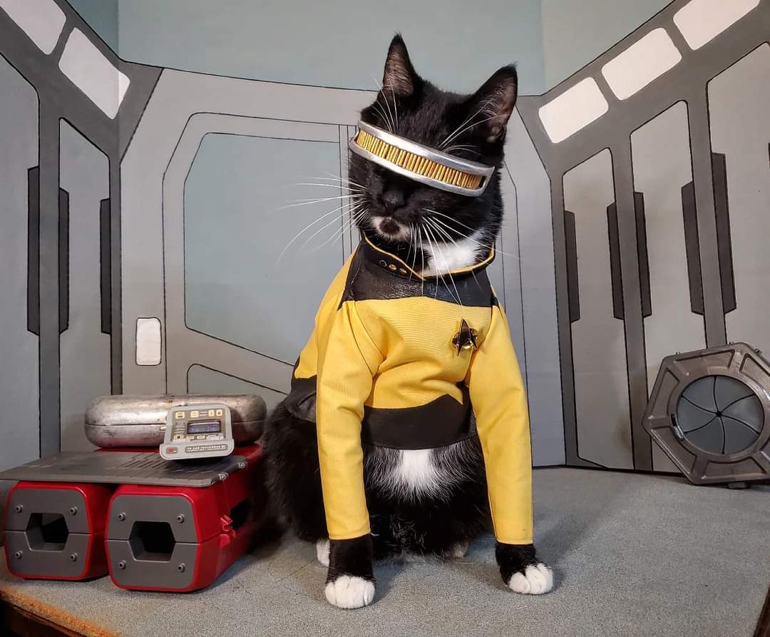 Cat_Cosplay's tweet photo. "Computer. Run Program: Red Dot Chase, sequence 3. Authorization La Forge Theta-2-9-Lives-7"

#StarTrek #Caturday https://t.co/cqwFDMQ4Oj