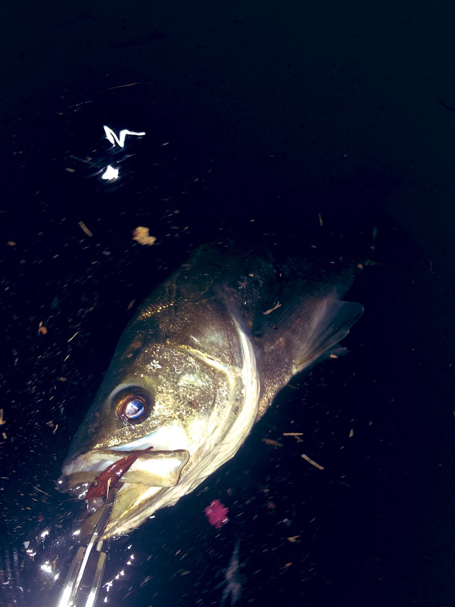 fishing0126's tweet photo. レビン明暗通してドーン
＃リバーシーバス
＃ロンジン　＃レビン https://t.co/eKd63IsgaO