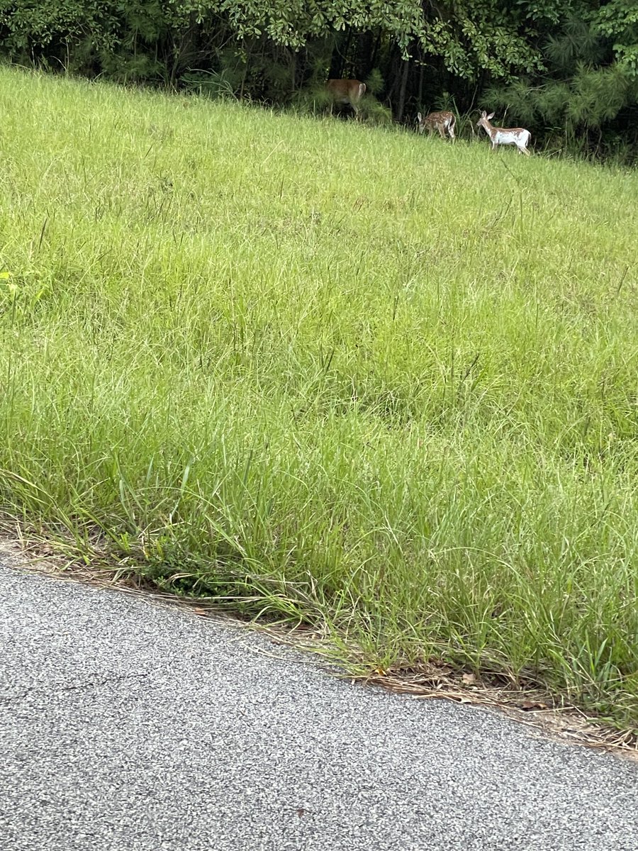 ReflectionsGA's tweet image. #White Deer 🦌
