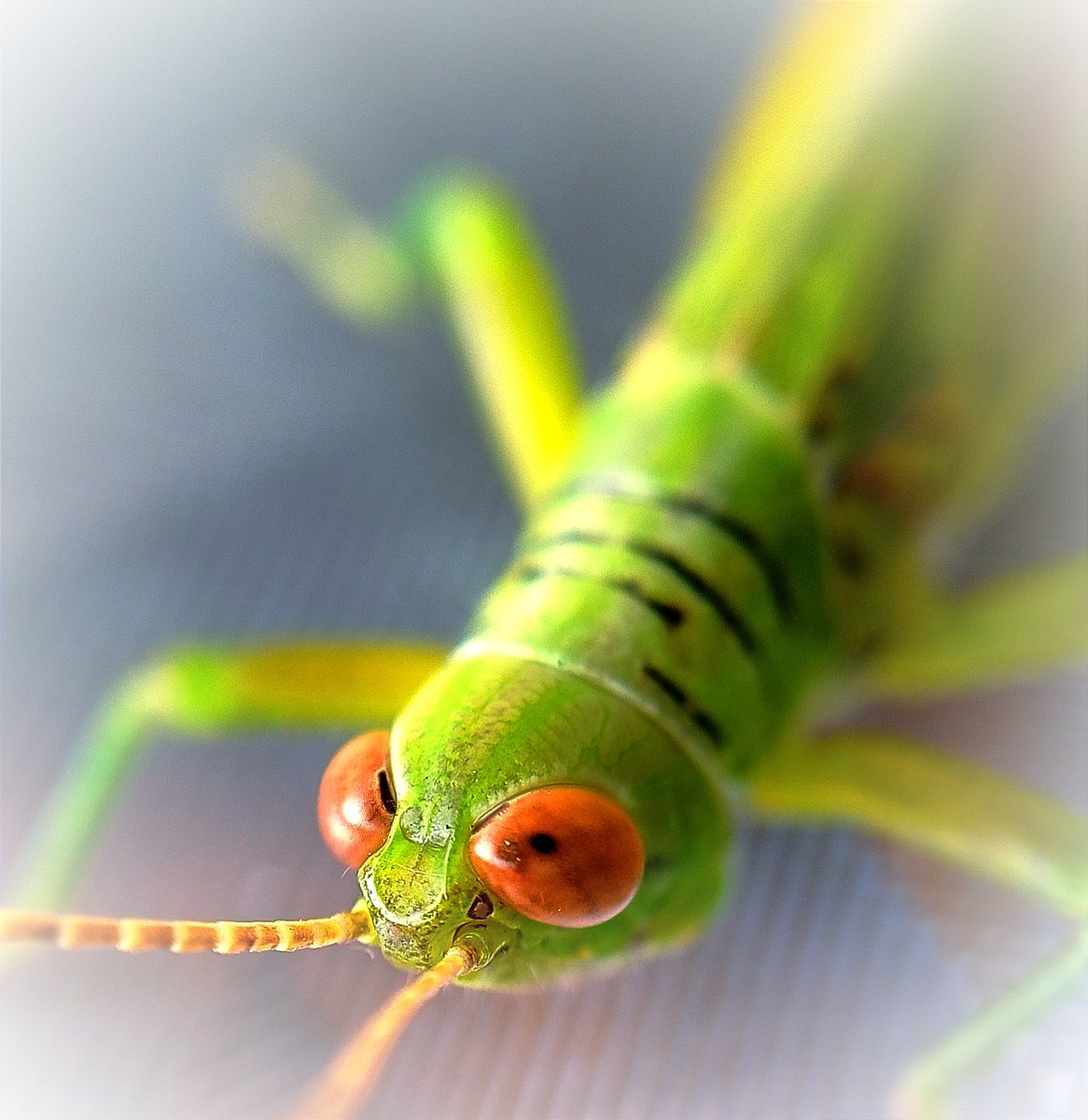 photography love (@capture_nature_) on Twitter photo 