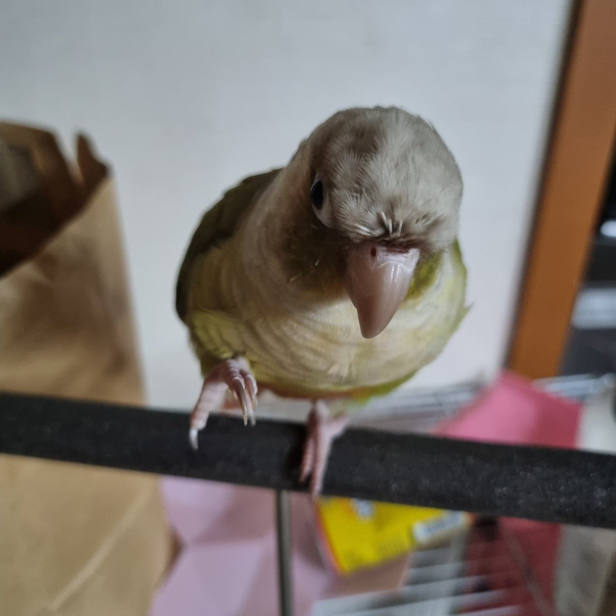 인사해주는 앵무새ㅠㅠ 인사! 하면 한쪽발 들어올려주는 꼬끄ㅎㅎ 우리애 개인기가 하나 더 늘었다~~