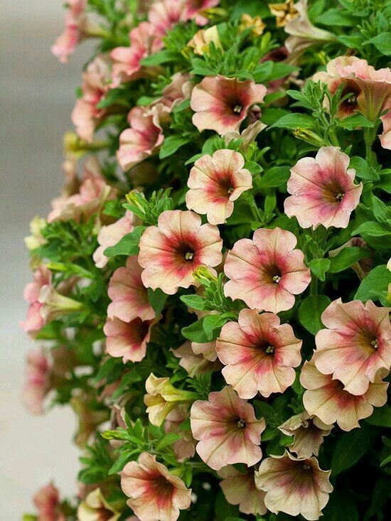 Alguien quiere petunias? Crecen en mi patio y las regalo