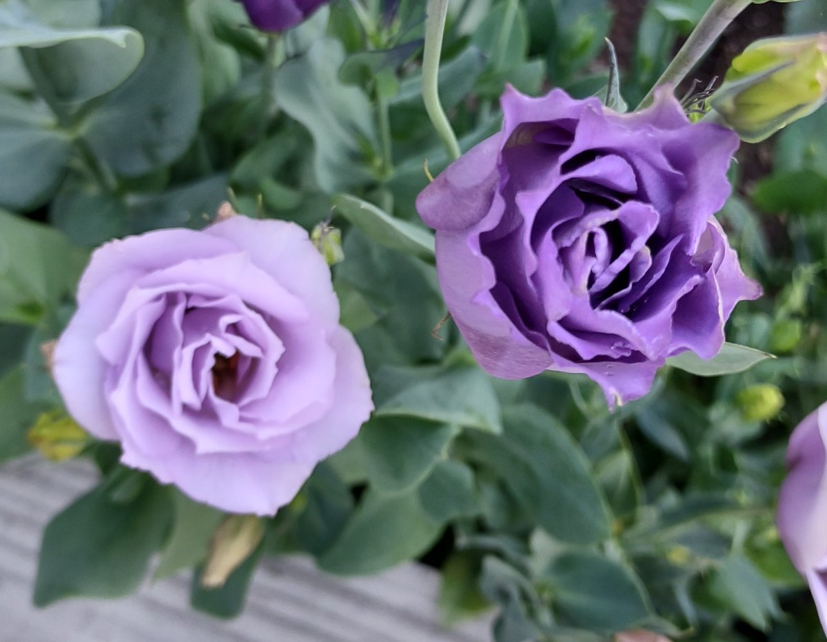 ce_epadilla's tweet photo. #lisianthus https://t.co/r1M68rGsCQ