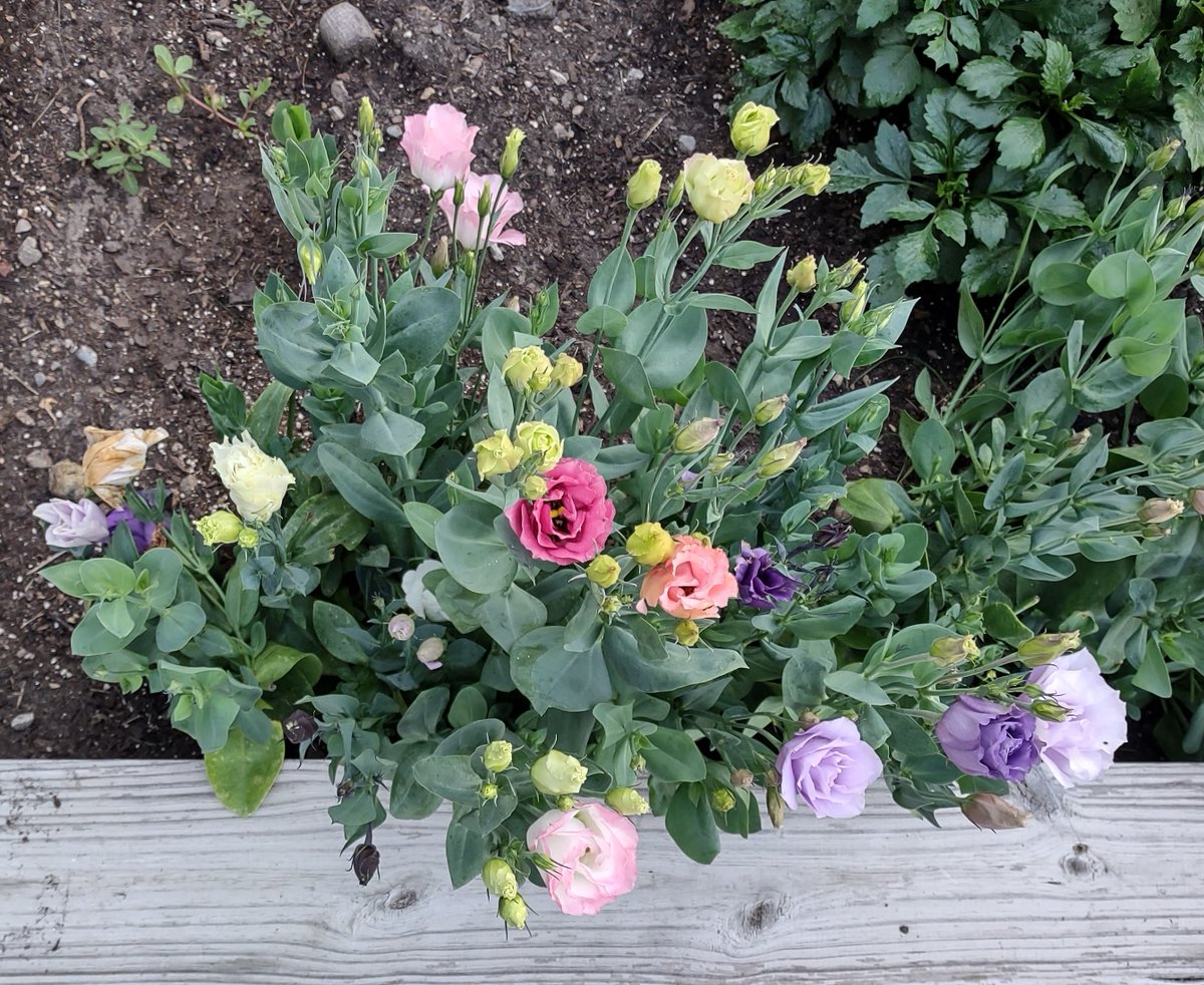 ce_epadilla's tweet photo. #lisianthus https://t.co/r1M68rGsCQ