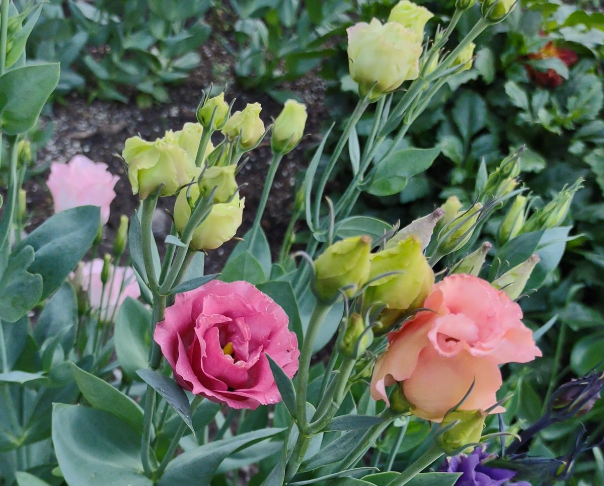 ce_epadilla's tweet photo. #lisianthus https://t.co/r1M68rGsCQ