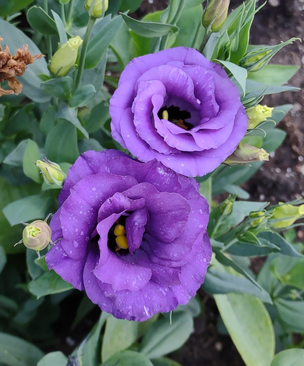 ce_epadilla's tweet photo. #lisianthus https://t.co/EBblAumRX3