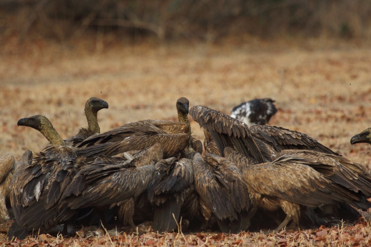 Celebrate International Vulture Awareness Day with us to pay tribute to these amazing birds who play a vital role in cleaning up the environment.

Join us in our mission to protect Africa’s biodiversity by purchasing from the @printforwildlife campaign 

bit.ly/3BbEHEv