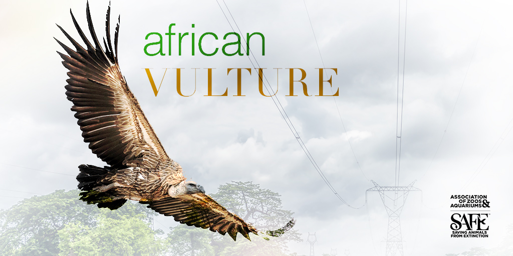 zoos_aquariums's tweet photo. Today is #InternationalVultureAwarenessDay. Worldwide, 70% of vulture species are listed as threatened, endangered, or critically endangered. Their threats include poisoning, poaching, &amp; human infrastructure in their flight paths. Learn how AZA is helping: https://t.co/x0pBA33PsW https://t.co/YCtiUpCS80