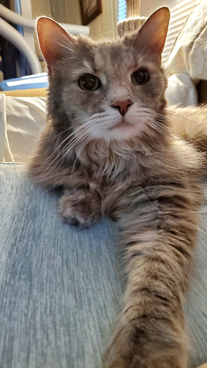 MissPuskar's tweet photo. Sasha.
#cats #diva #superfluff #Caturday https://t.co/lVxkCkZlZH