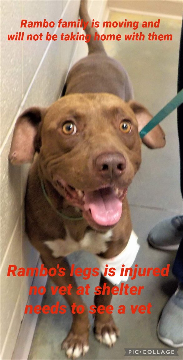 Rambo has a injury on his leg. Needs to see a vet. No vet at this shelter.

Owner Surrender - moving and will not take with them.  

Rambo
3 year 
lab mix
male

Russell County-Phenix City AL 
facebook.com/10006482526340…