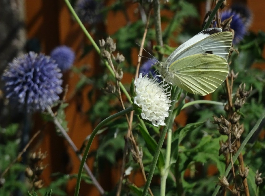Jetzipops's tweet photo. Been an terrible summer for #butterfly sightings, but still had plenty of whites. https://t.co/zNYHFjmt3i