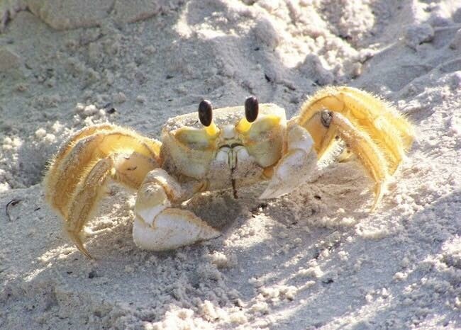 ocracokevillage's tweet photo. You never know what sort of friends you will make at the beach!
#visitocracokenc #visitnc #ocracoke #outerbanks #obx #crab #nc #northcarolina #beachfriends https://t.co/S36kR8x4Ik