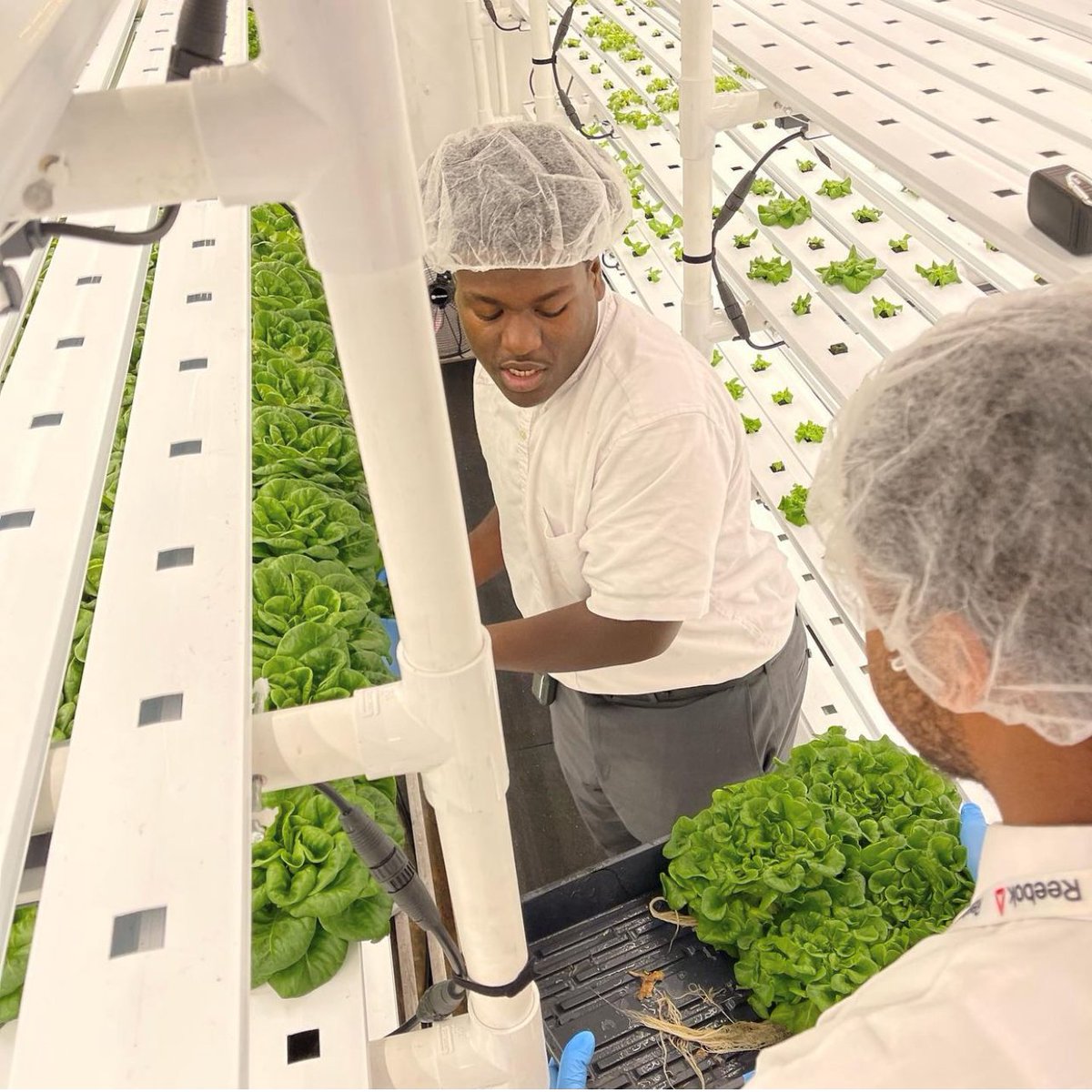 FCPSKY's tweet photo. Let's get growing! 🌱 Scholars in the Greenhouse Technology course at Carter G. Woodson Academy are starting the year off on a green note as they work in the hydroponic container farm and prep raised flower beds for fall gardening! #FCPSKY #AgForAll https://t.co/ziSmm5LedU