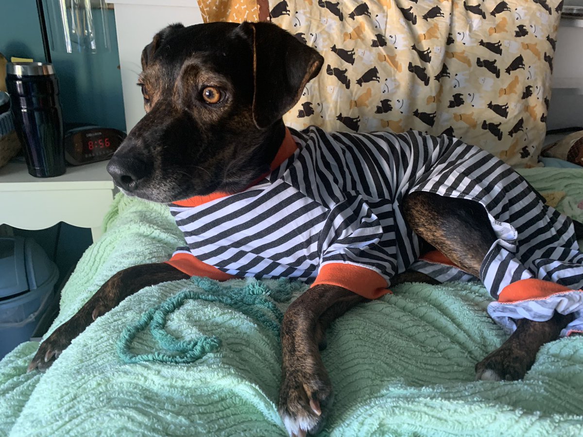 HounddogZenith's tweet photo. The jim jams are out. Iβm not so sure, but I like the booty pats. π
#pumpkinbutt #SaturdayVibes #dogsoftwitter https://t.co/njDMQBYg2l