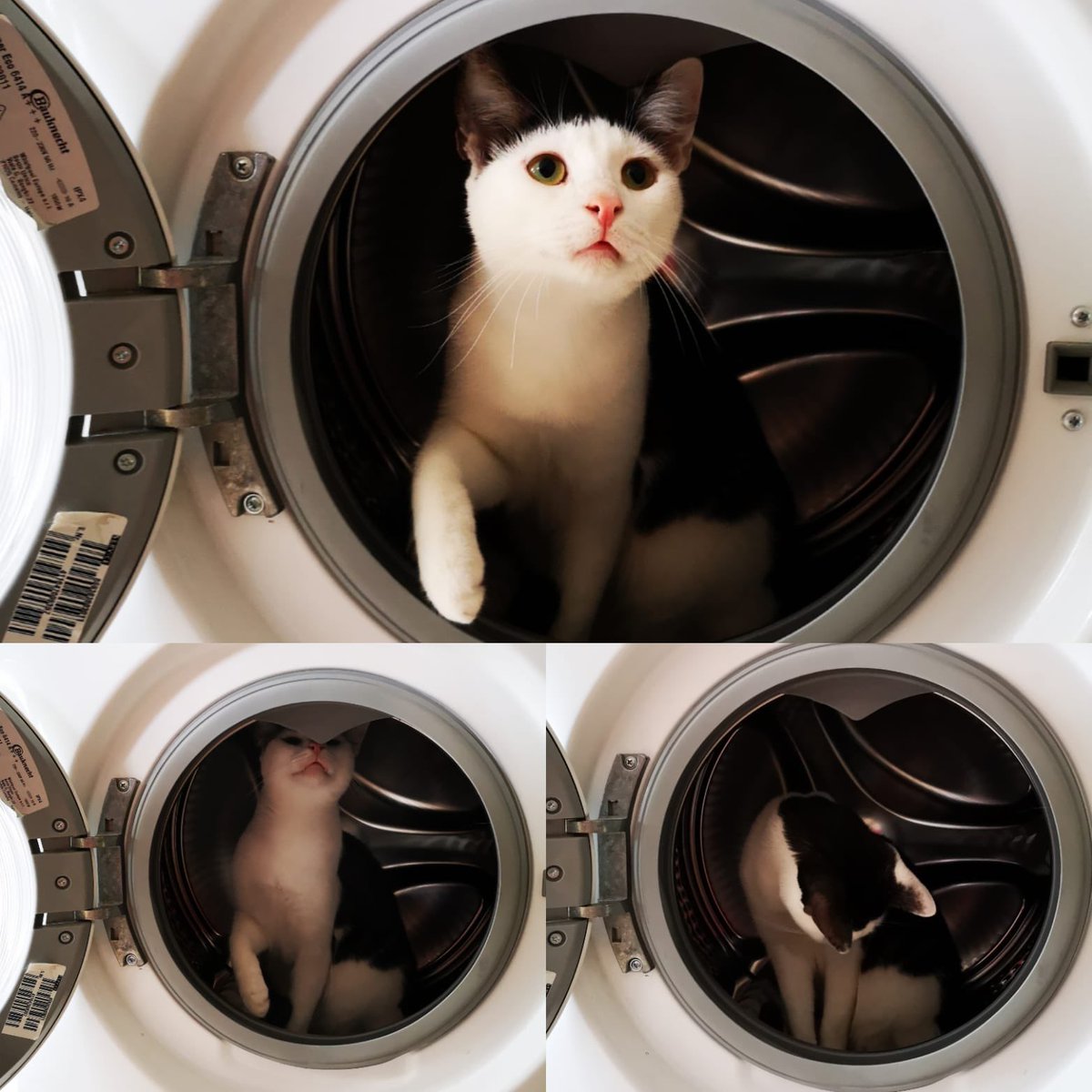 ScienTwins's tweet photo. #caturday is washing day. 

Stevie „helps“ doing the laundry. He was inspecting the washing machine and gave us his ok to use it. 

#CatsOfTwitter #STEMCat #CatsWithAJob https://t.co/XjHV2JamUn
