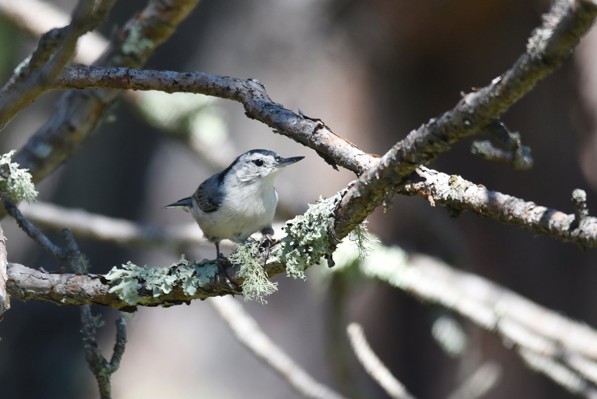 USFWS's tweet photo. We spotted this white-breasted nuthatch searching for something. Jackpot, a seed that was stored for later! These birds can be found across much of the U.S. year round, eating a variety of insects, seeds &amp; sometimes even corn (it has the juice)!

Photos by Courtney Celley/USFWS. https://t.co/n5YxJZlzZ9