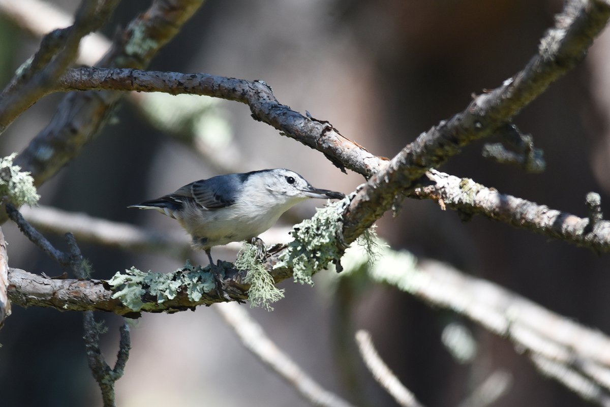 USFWS's tweet photo. We spotted this white-breasted nuthatch searching for something. Jackpot, a seed that was stored for later! These birds can be found across much of the U.S. year round, eating a variety of insects, seeds &amp; sometimes even corn (it has the juice)!

Photos by Courtney Celley/USFWS. https://t.co/n5YxJZlzZ9