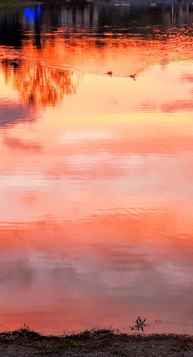 theeverydaypho1's tweet photo. As the #sun sets over a small country #lake, a pair of #ducks wades over to the sunny side to dry out for the #night.

#Sunset #nofilter
#photography
#photograph
#naturephotography
#nature #sunrise
#photography
#naturephotography
#nature #Basilicata #Pollino https://t.co/AZuu2bLymL