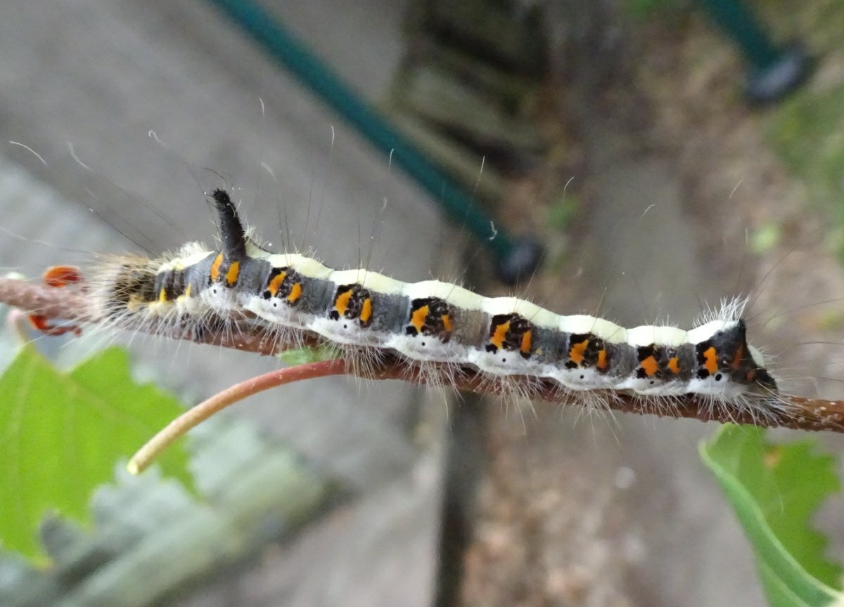 Jetzipops's tweet photo. My brother found this #caterpillar on a sapling in his garden and expected me to know what it was. After consulting some books I thought it might be a Grey Dagger. Can anyone confirm if I'm correct? https://t.co/lirf5CjUYn