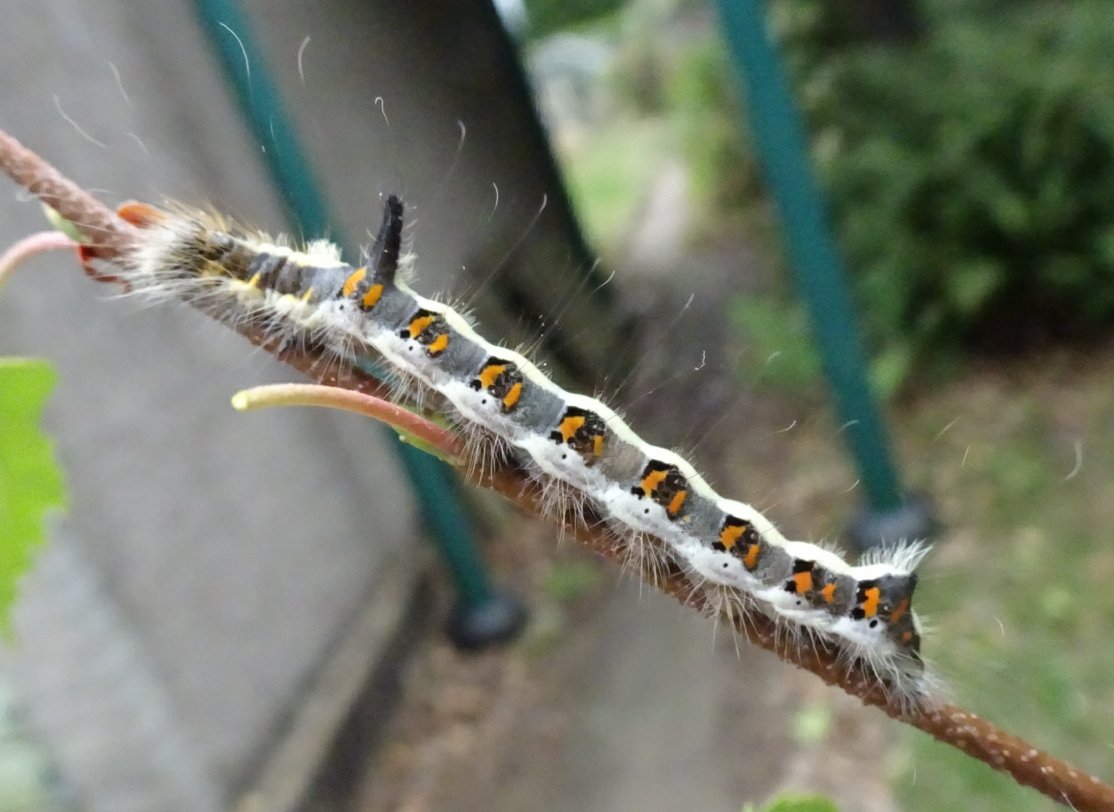 Jetzipops's tweet photo. My brother found this #caterpillar on a sapling in his garden and expected me to know what it was. After consulting some books I thought it might be a Grey Dagger. Can anyone confirm if I'm correct? https://t.co/lirf5CjUYn