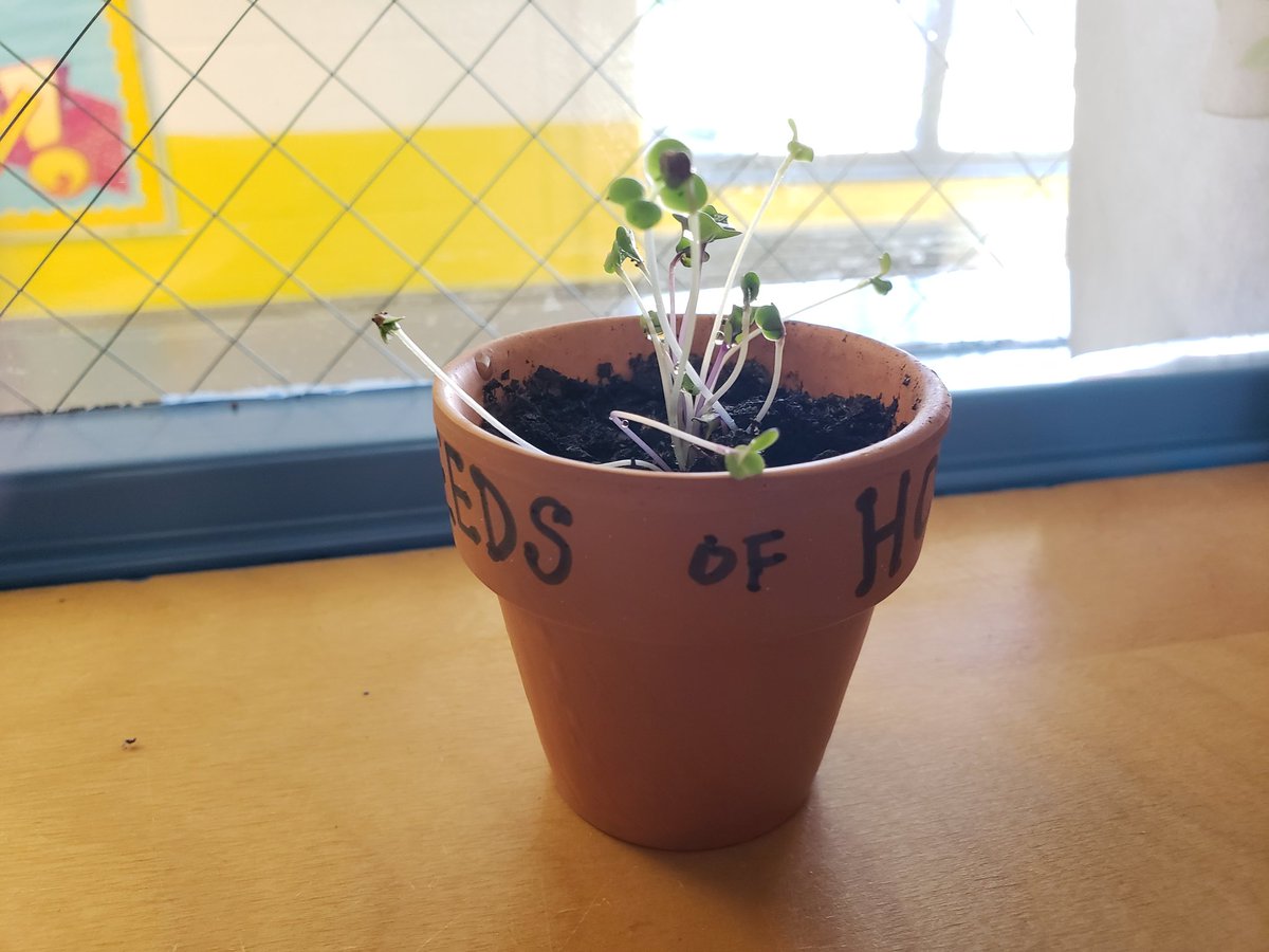 Cre8tiveLib's tweet photo. My Seeds of Hope @es_flower @GreenKidsANS @ANSgina https://t.co/NeKDCDLyYG