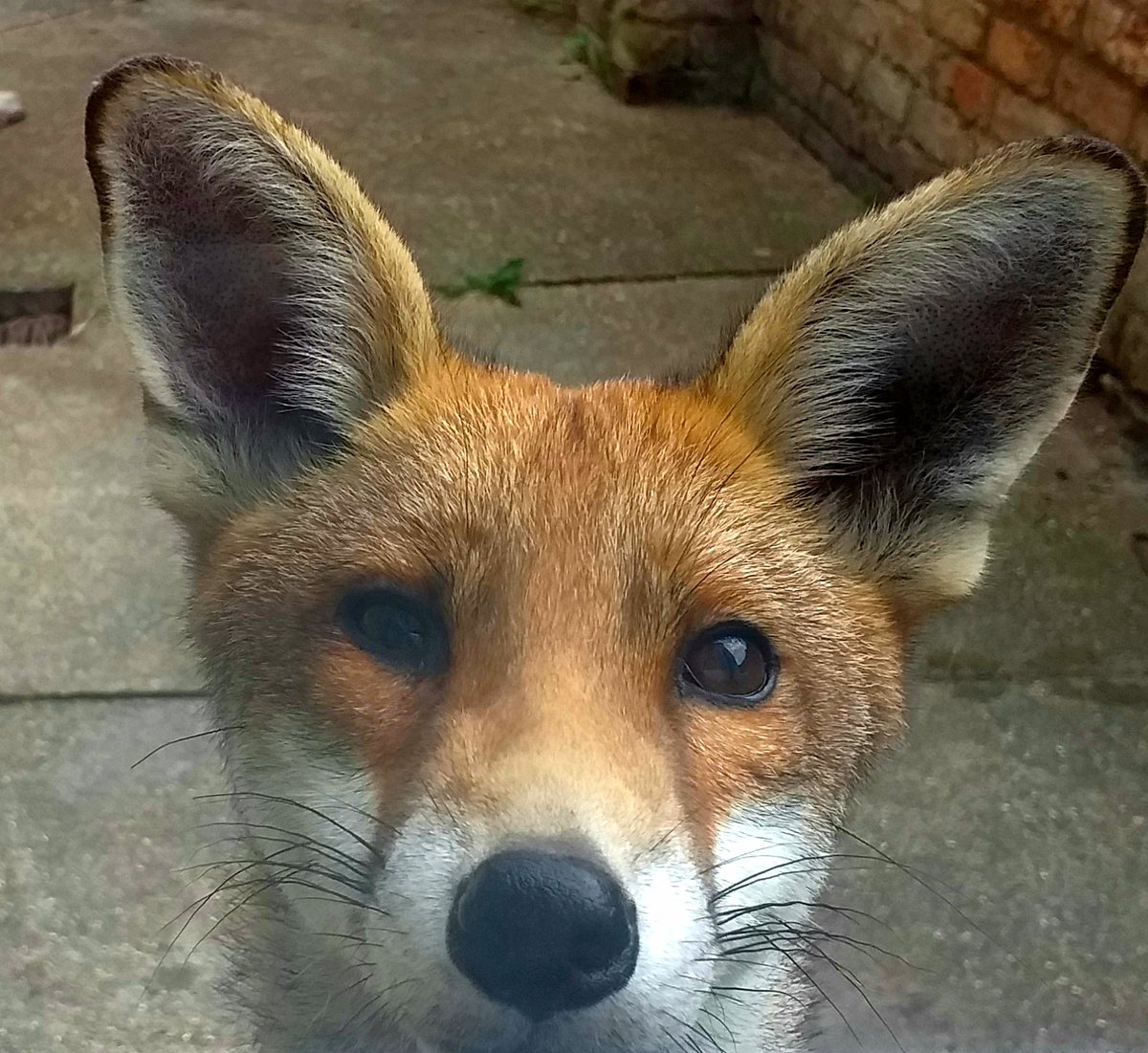 Tracey Edges tweet media