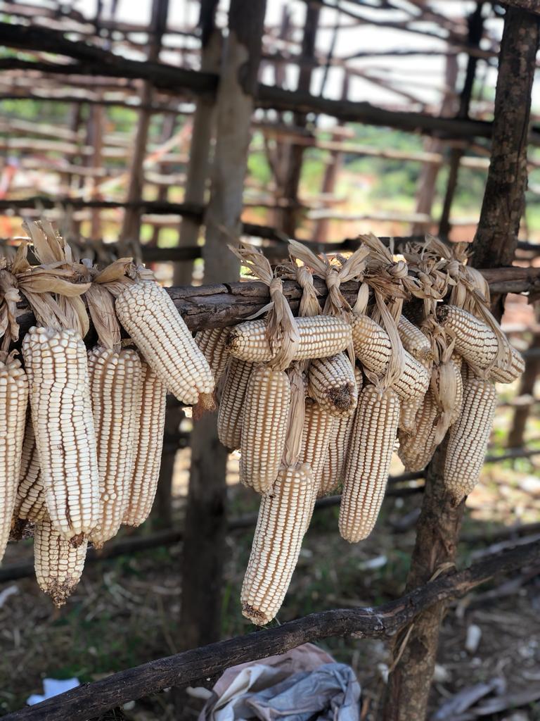MerciUwimbabazi's tweet photo. Maize drying before storage is the best way to control Aflatoxin. https://t.co/dBLVejjtAQ