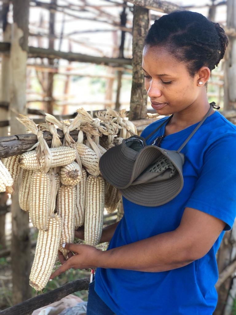 MerciUwimbabazi's tweet photo. Maize drying before storage is the best way to control Aflatoxin. https://t.co/dBLVejjtAQ