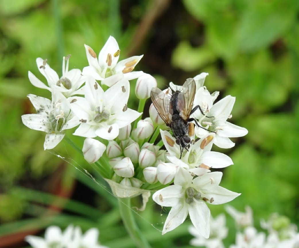 Jetzipops's tweet photo. Garlic chives and mint very busy with #pollinators at the moment. https://t.co/bhSMe4G2ac