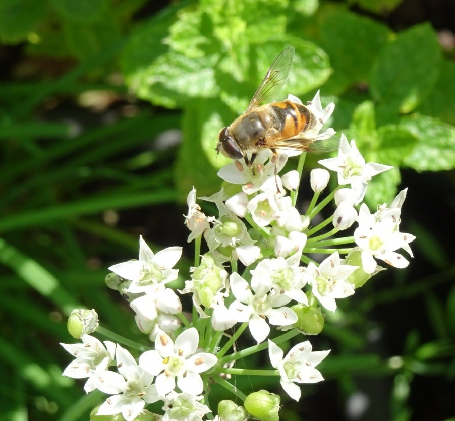 Jetzipops's tweet photo. Garlic chives and mint very busy with #pollinators at the moment. https://t.co/bhSMe4G2ac