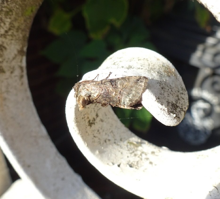 Jetzipops's tweet photo. Saw this moth in the back garden. #MothsMatter https://t.co/ofEqxyp6qE