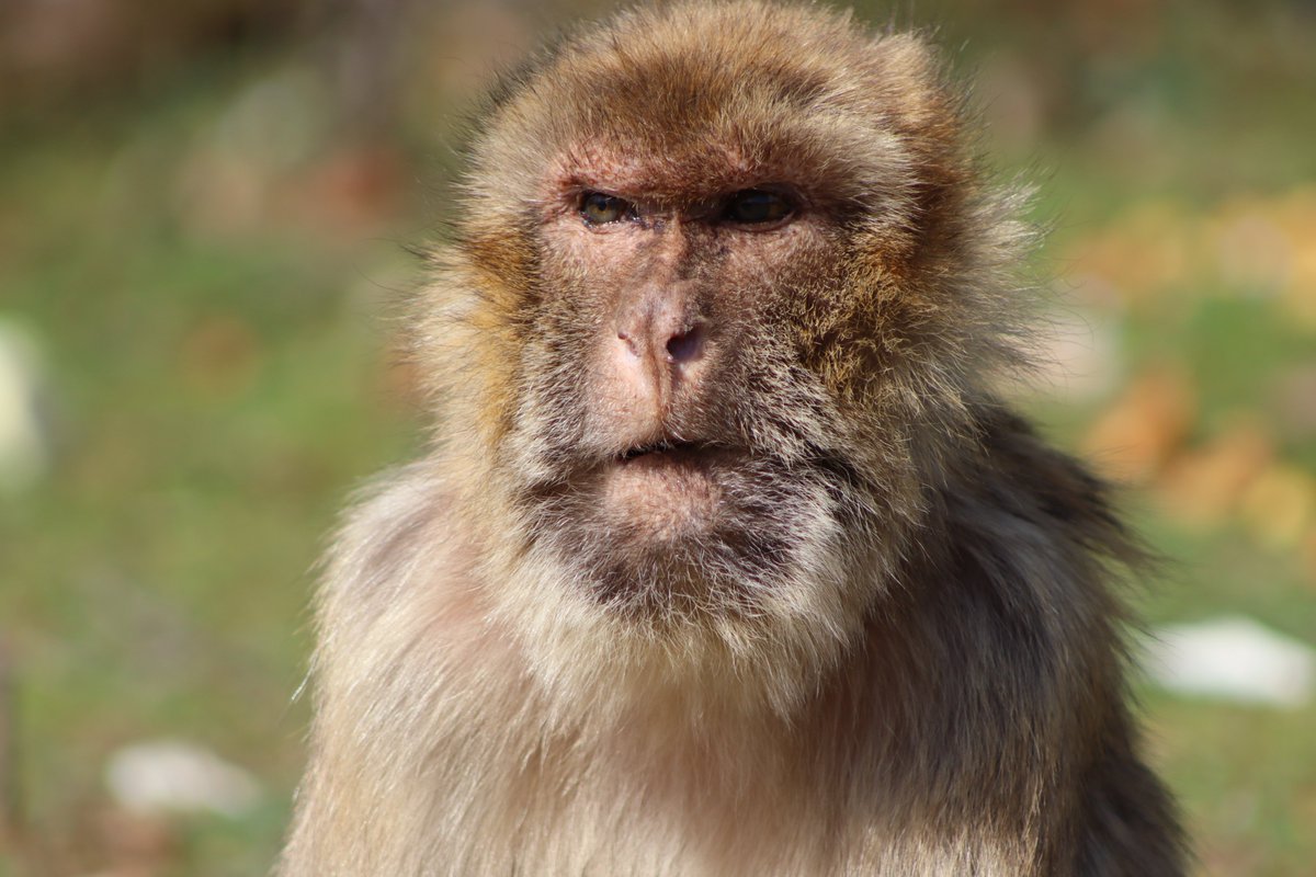 Tiffany C. Bosshard (@bosshardtiffany) on Twitter photo Looking for: A field assistant to help with data collection on old monkeys! I’m a PhD student with <a href="/DPZ_eu/">Primatenzentrum DPZ</a> and @LeibnizPrimate under the supervision of @julxf, and for this project, we will be studying age-related changes in sociality and decision-making in Barbary macaques (1/5) Looking for: A field assistant to help with data collection on old monkeys! I’m a PhD student with <a href="/DPZ_eu/">Primatenzentrum DPZ</a> and @LeibnizPrimate under the supervision of @julxf, and for this project, we will be studying age-related changes in sociality and decision-making in Barbary macaques (1/5)