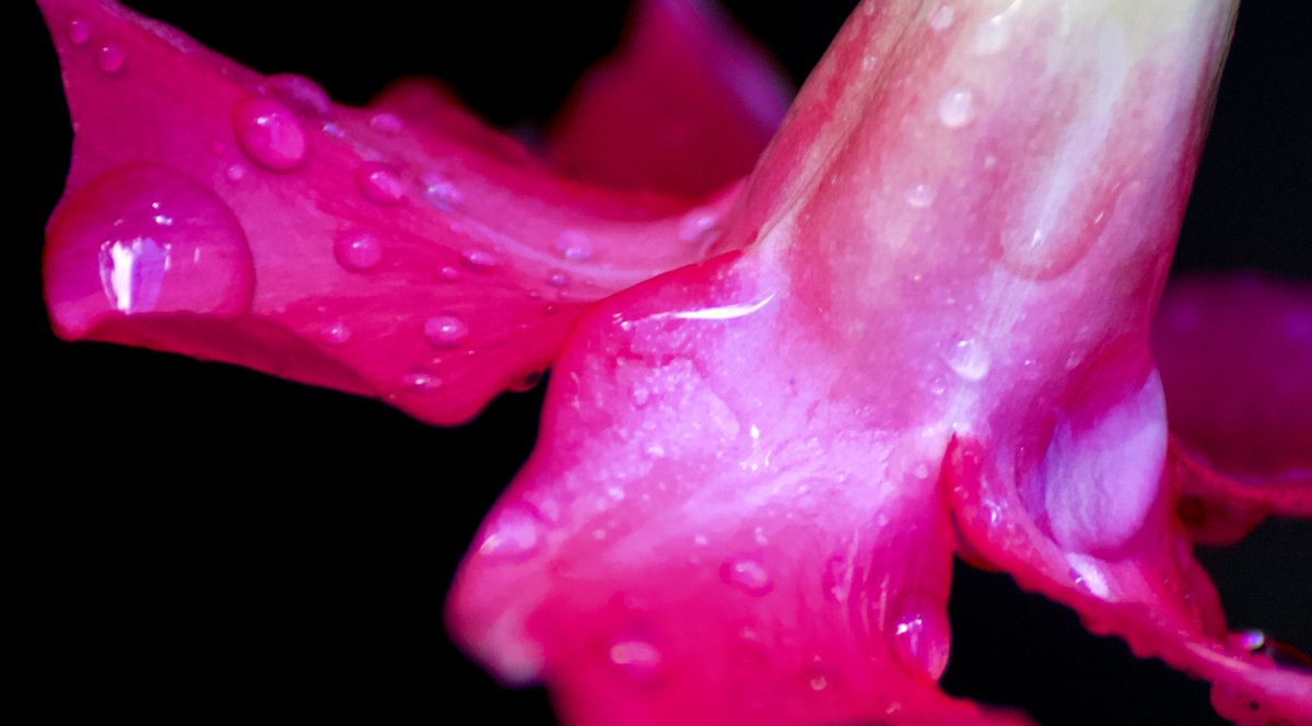 theeverydaypho1's tweet photo. I love exploring pictures and #discovering things you never even knew were in them!

#photography #learning #macrophotography #macro #canon #flowers #storm #naturephotography #nofilter #flowerphotography #flowersofinstagram #tamron #tamron70300 #details https://t.co/ghcWp1dRbr