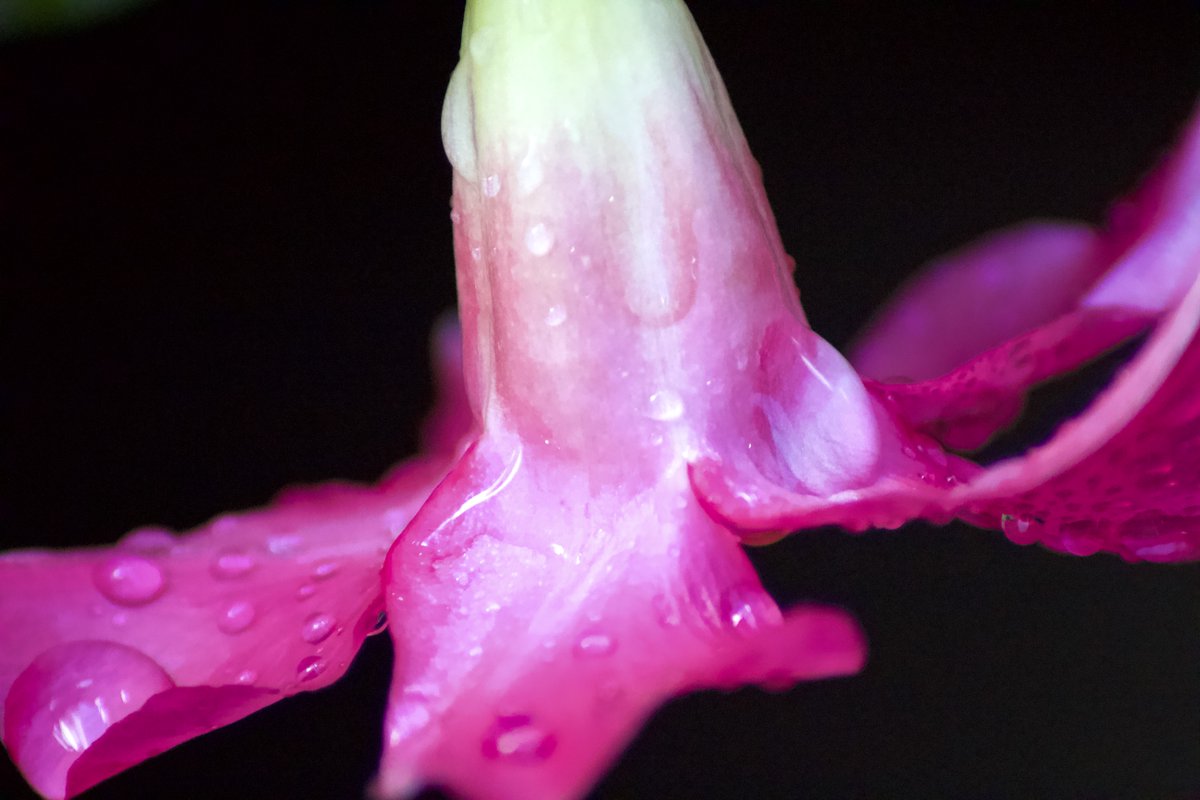 theeverydaypho1's tweet photo. I love exploring pictures and #discovering things you never even knew were in them!

#photography #learning #macrophotography #macro #canon #flowers #storm #naturephotography #nofilter #flowerphotography #flowersofinstagram #tamron #tamron70300 #details https://t.co/ghcWp1dRbr