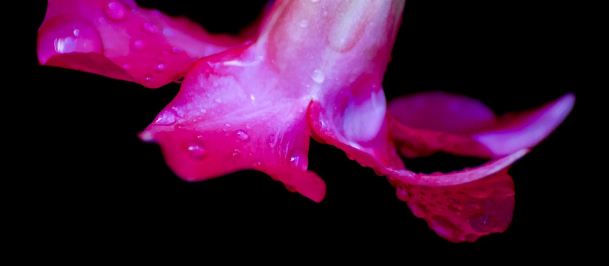 theeverydaypho1's tweet photo. I love exploring pictures and #discovering things you never even knew were in them!

#photography #learning #macrophotography #macro #canon #flowers #storm #naturephotography #nofilter #flowerphotography #flowersofinstagram #tamron #tamron70300 #details https://t.co/ghcWp1dRbr