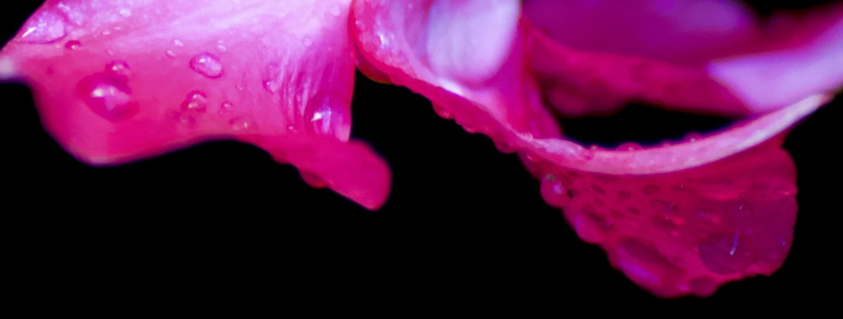 theeverydaypho1's tweet photo. I love exploring pictures and #discovering things you never even knew were in them!

#photography #learning #macrophotography #macro #canon #flowers #storm #naturephotography #nofilter #flowerphotography #flowersofinstagram #tamron #tamron70300 #details https://t.co/ghcWp1dRbr
