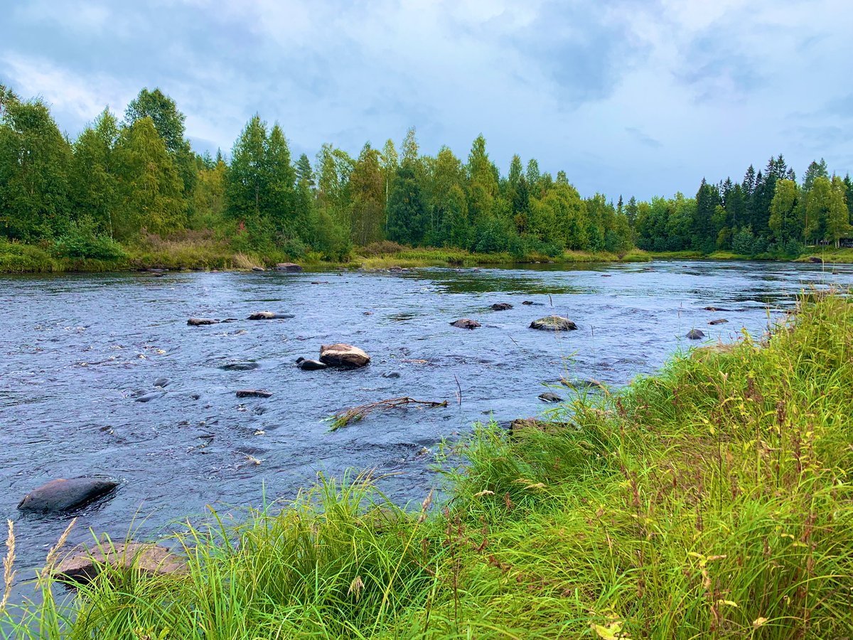 JarnoTu's tweet photo. Kuivajokea ja Olhavanjokea on viime vuosina kunnostettu (kuvissa). Nämä rakentamattomat joet ja Kiiminkijoki ovat mielestäni jääneet liiaksi varjoon vaelluskalakantojen elvyttämisessä. Humus- ja rautapitoisuudet ovat hyvin korkeita, joten vedenlaatuun pitäisi satsata enemmän. https://t.co/oXt9CuOKI5