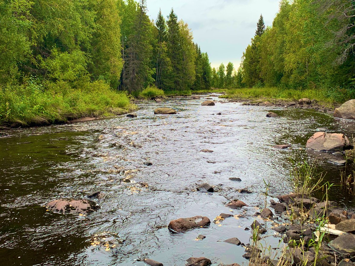 JarnoTu's tweet photo. Kuivajokea ja Olhavanjokea on viime vuosina kunnostettu (kuvissa). Nämä rakentamattomat joet ja Kiiminkijoki ovat mielestäni jääneet liiaksi varjoon vaelluskalakantojen elvyttämisessä. Humus- ja rautapitoisuudet ovat hyvin korkeita, joten vedenlaatuun pitäisi satsata enemmän. https://t.co/oXt9CuOKI5