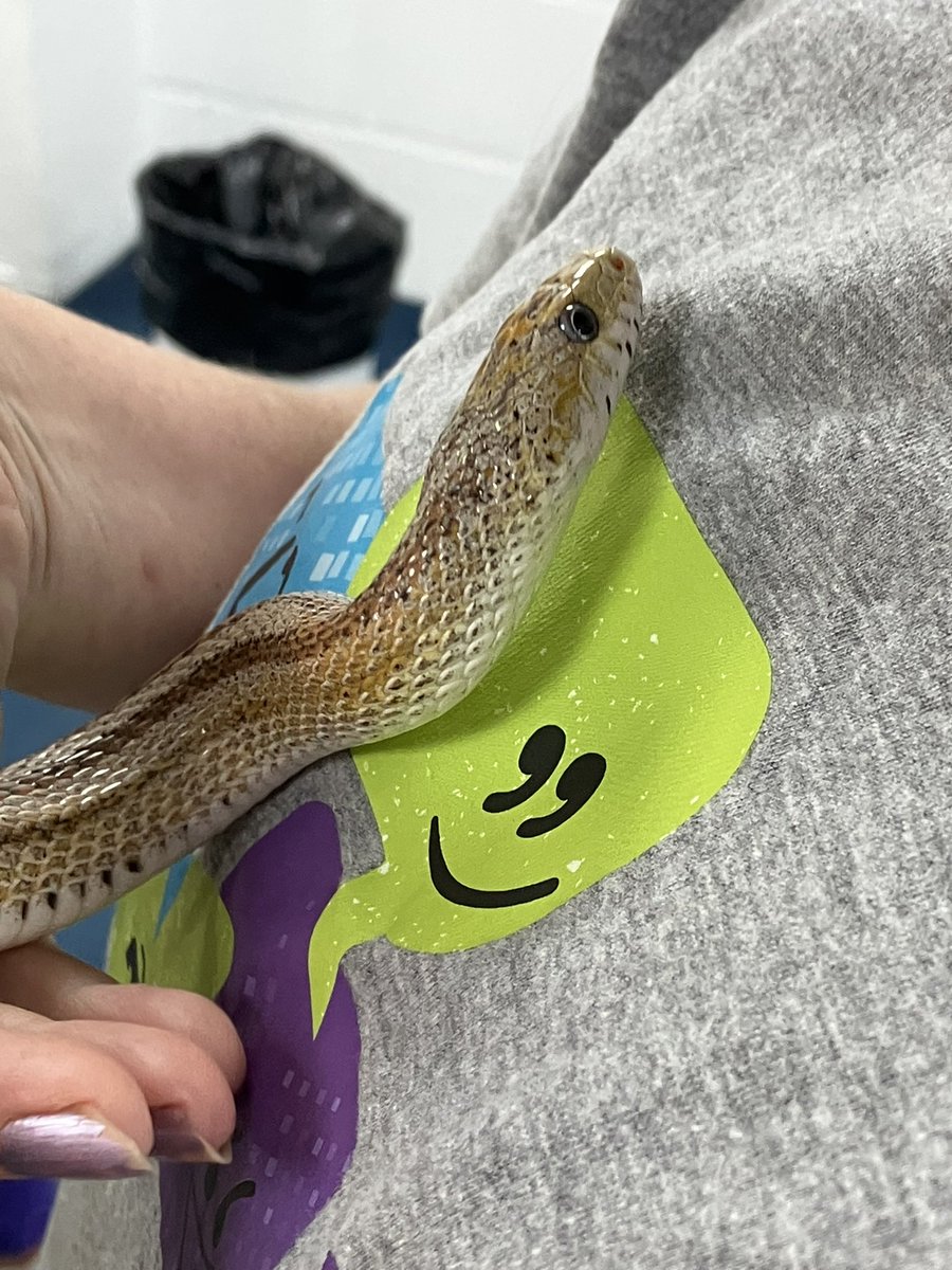 KWYouthVoice's tweet photo. Thanks to our friends at  @inspiredAUB for hosting our #ChildrenInCareCouncil this morning 🐍 🎨 . 

Hope The Ranch counted all the reptiles back in, apologies if you find a bearded dragon wandering around campus 😅. 

#YouthVoice #DorsetYouthVoice #Connections https://t.co/5dKDVDGOMT