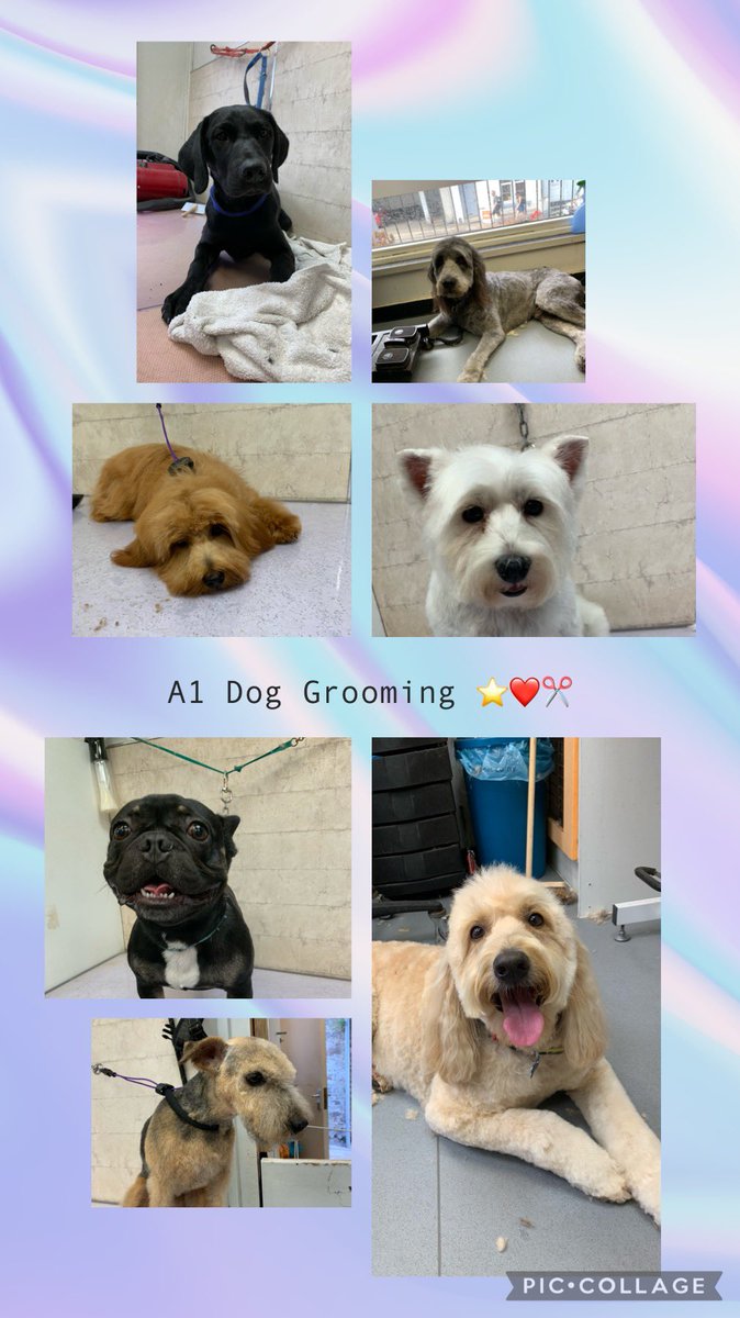 #lovegrooming #groomingbrixham