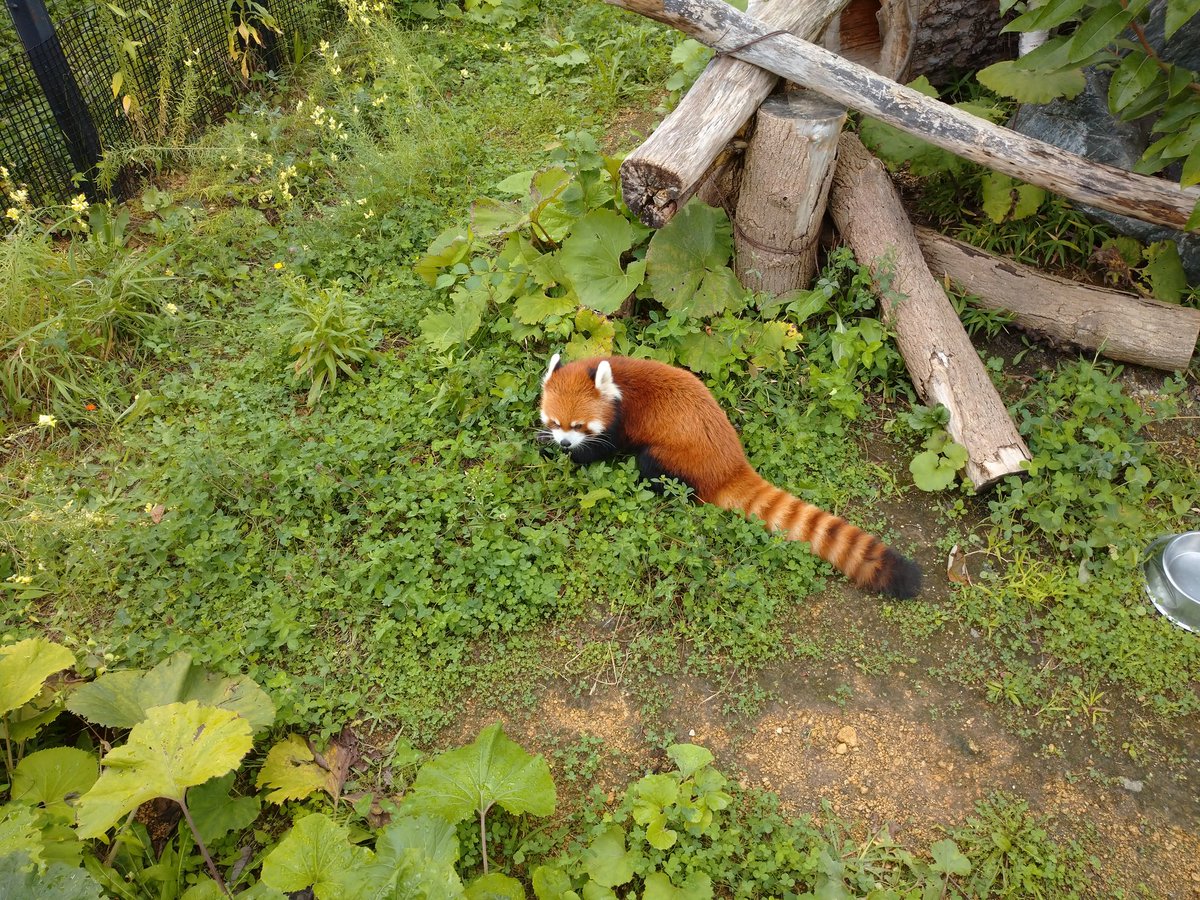 ahpgrb0w2h71m4E's tweet photo. @kotanekosanrio メロが元気をあげましょう😉円山動物園のレッサーパンダ😊👍 https://t.co/D6ZIbSRaMO