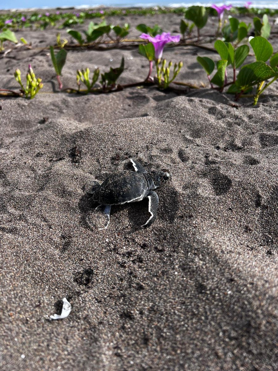LorraineAnne99's tweet photo. I've had an amazing 5 weeks with @conserveturtles #Tortuguero for my @MarineVertsMSc research project. My study focusses on predicting the primary sex ratio of the green #turtles at this important nesting beach. Met inspiring people and gained invaluable experience. Pura Vida! 🇨🇷 https://t.co/NzoJepVstf