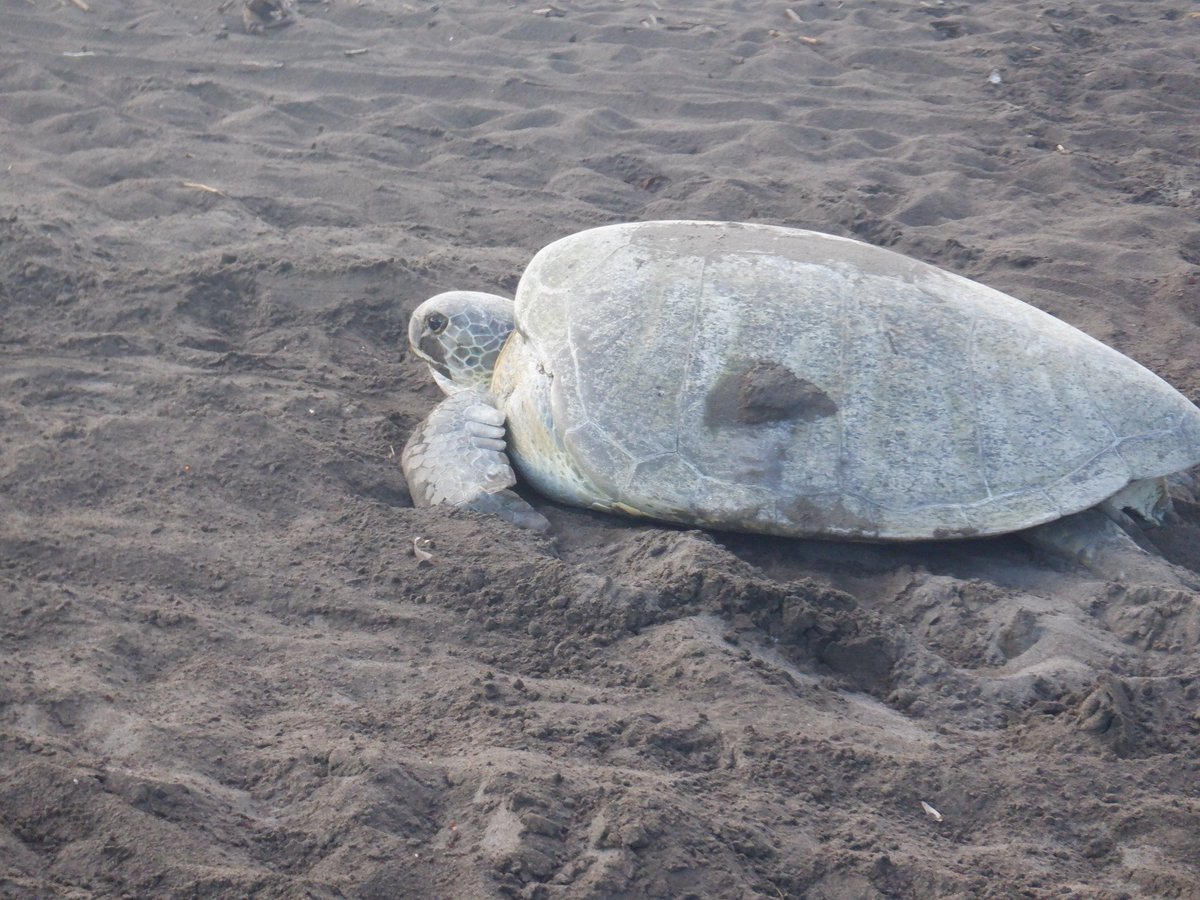 LorraineAnne99's tweet photo. I've had an amazing 5 weeks with @conserveturtles #Tortuguero for my @MarineVertsMSc research project. My study focusses on predicting the primary sex ratio of the green #turtles at this important nesting beach. Met inspiring people and gained invaluable experience. Pura Vida! 🇨🇷 https://t.co/NzoJepVstf